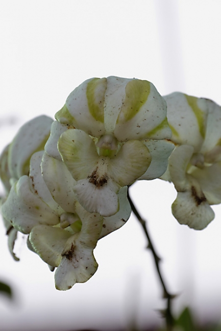 Fleurs NOV12-004